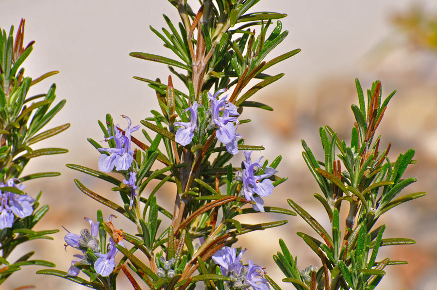 Rosmarin Rosmarinus officinalis