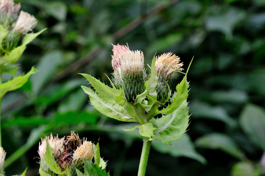 Kohlkratzdistel Cirsium oleraceum 1