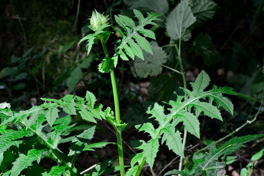 Kohlkratzdistel Cirsium oleraceum 2