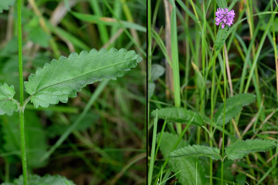 Heilziest Stachys officinalis 1