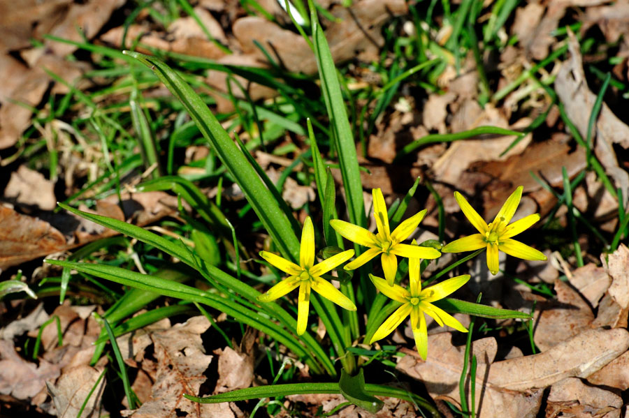 Waldgelbstern Gagea lutea 2