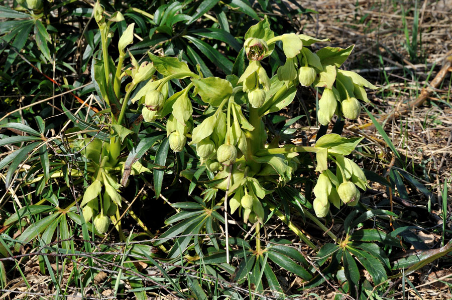 Stinkende Nieswurz Helleborus foetidus 1