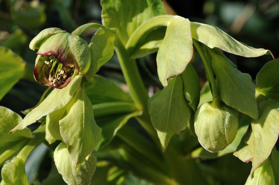 Stinkende Nieswurz Helleborus foetidus 2