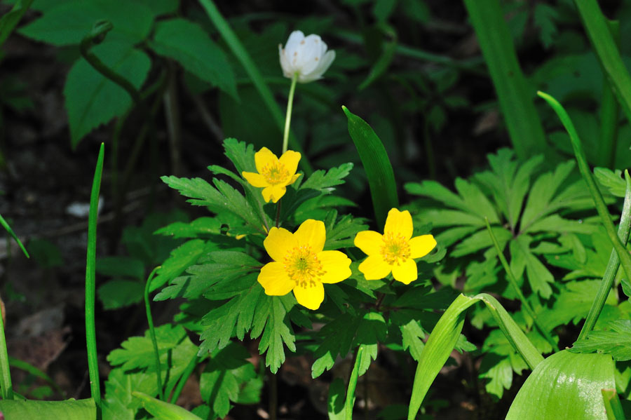 Gelbes Windroeschen Anemone ranunculoides 1