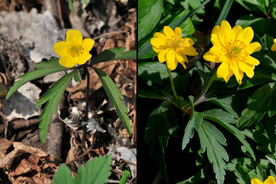 Gelbes Windroeschen Anemone ranunculoides 2