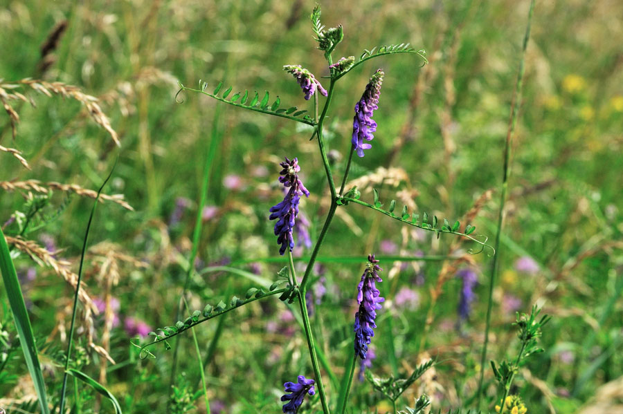 Vogelwicke Vicia cracca 1