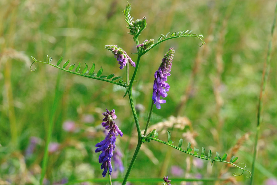 Vogelwicke Vicia cracca 2