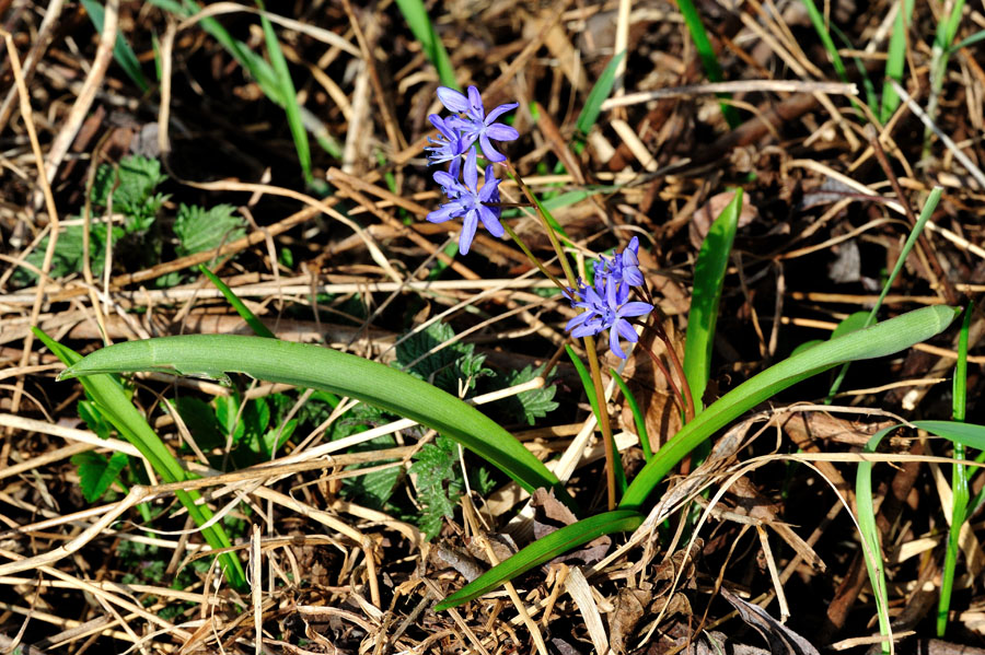 Zweiblaettriger Blaustern Scilla bifolia 1