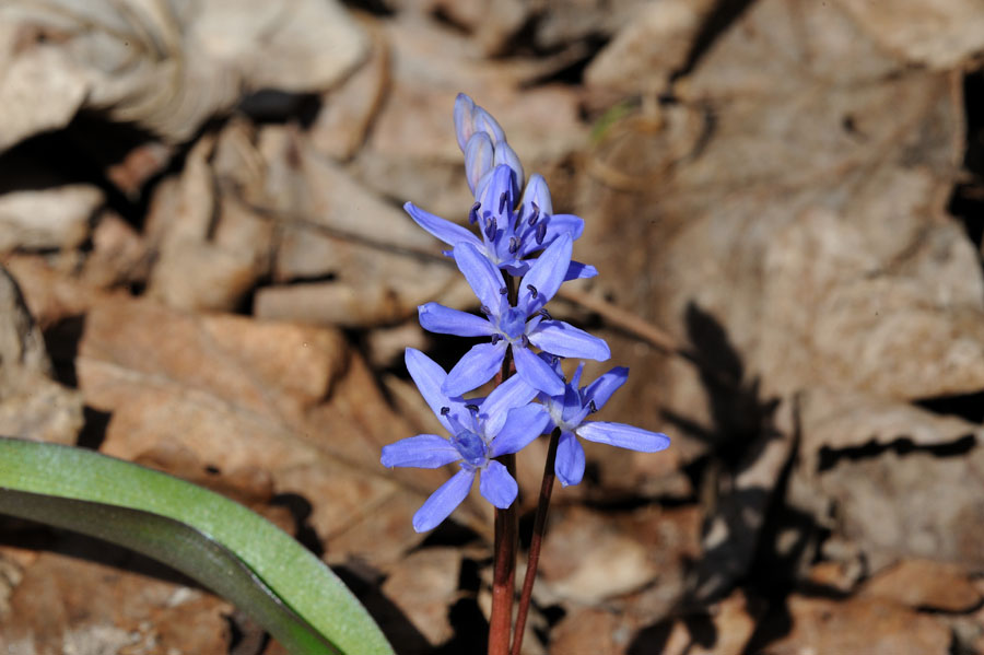 Zweiblaettriger Blaustern Scilla bifolia 2