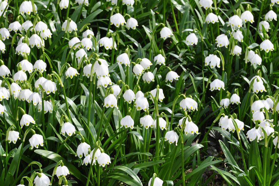 Maerzenbecher, Leucojum vernum