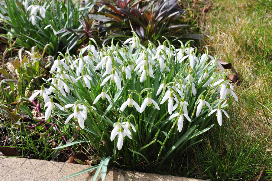 Schneegloeckchen, Galanthus nivalis