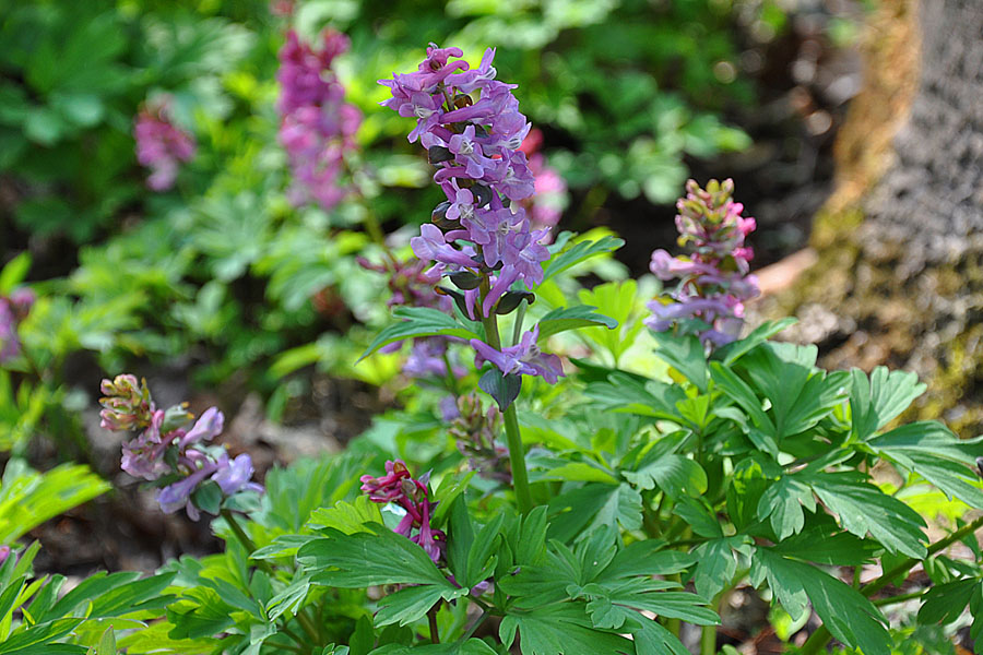 Hohler Lerchensporn Corydalis cava 1