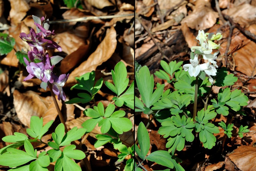 Hohler Lerchensporn Corydalis cava 2