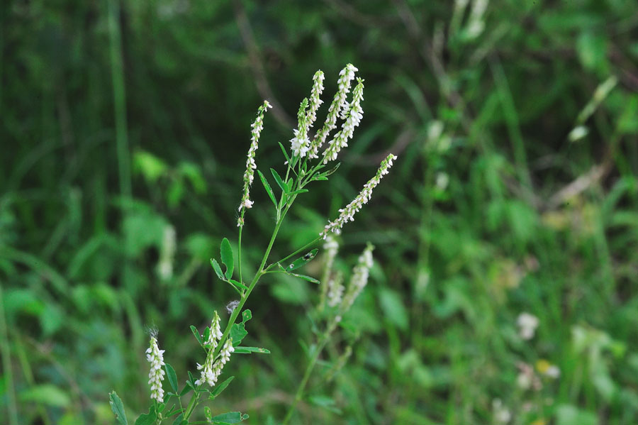 Weisser Steinklee Melilotus albus 1