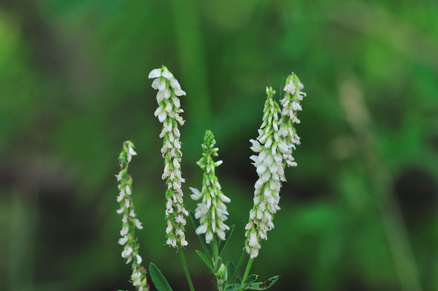 Weisser Steinklee Melilotus albus 2