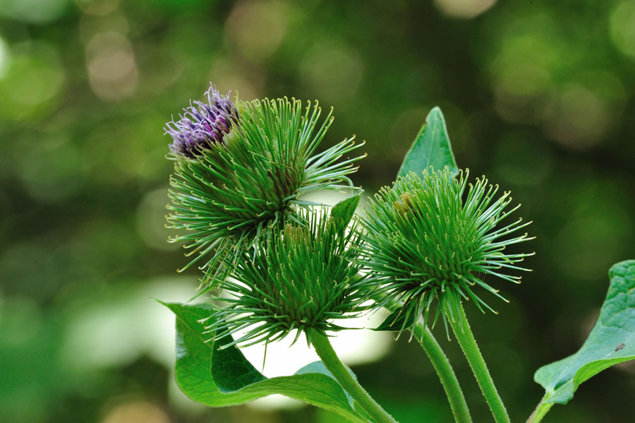 Grosse Klette Arctium lappa 2