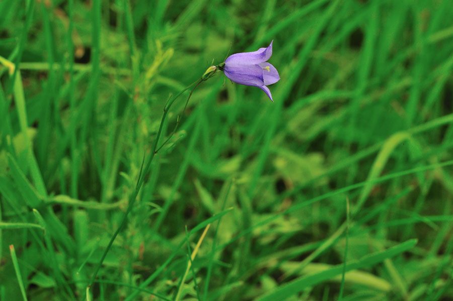 Rundblaettrige Glockenblume Campanula rotundifolia 1