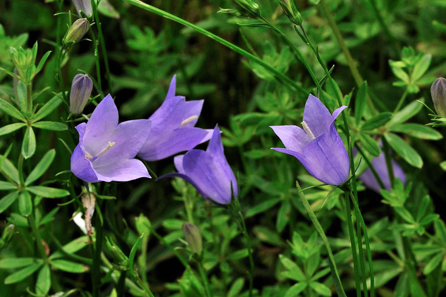 Rundblaettrige Glockenblume Campanula rotundifolia 2