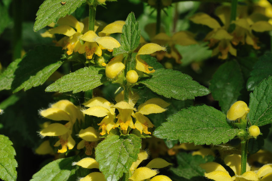 Gewoehnliche Goldnessel Lamium galeobdolon 2