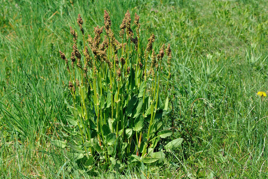 Wiesen-Sauerampfer Rumex acetosa 1