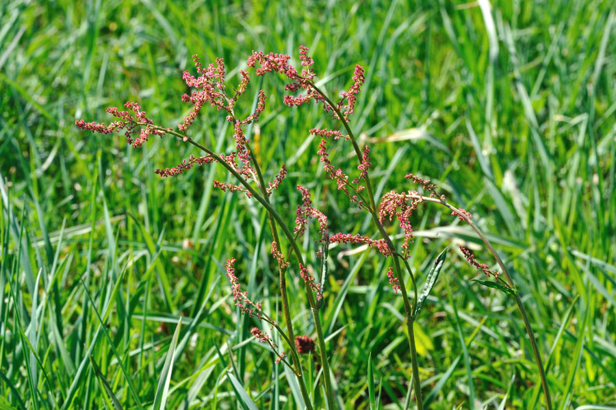 Wiesen-Sauerampfer Rumex acetosa 2