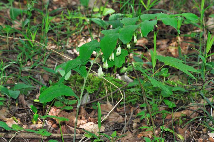 Vielbluetige Weisswurz Polygonatum multiflorum 1