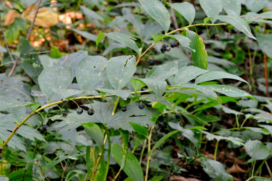 Vielbluetige Weisswurz Polygonatum multiflorum