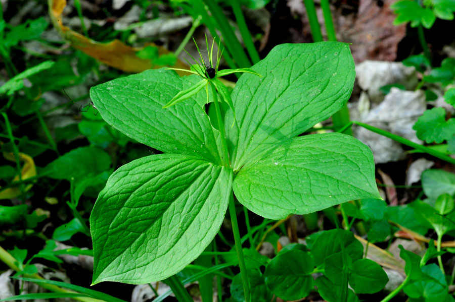 Vierblaettrige Einbeere Paris quadrifolia 1