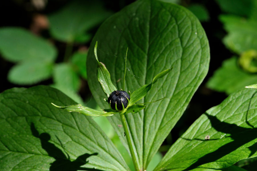 Vierblaettrige Einbeere Paris quadrifolia 2