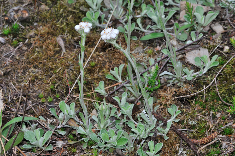 Gewoehnliches Katzenpfoetchen Antennaria dioica 1