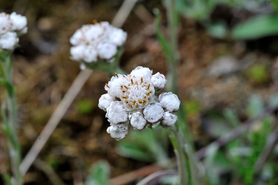 Gewoehnliches Katzenpfoetchen Antennaria dioica 2