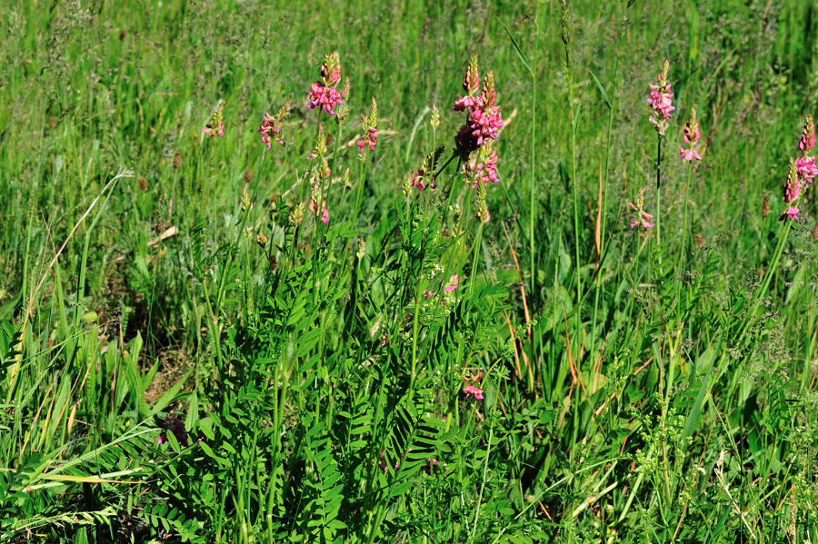 Saat-Esparsette Onobrychis vicifolia 1