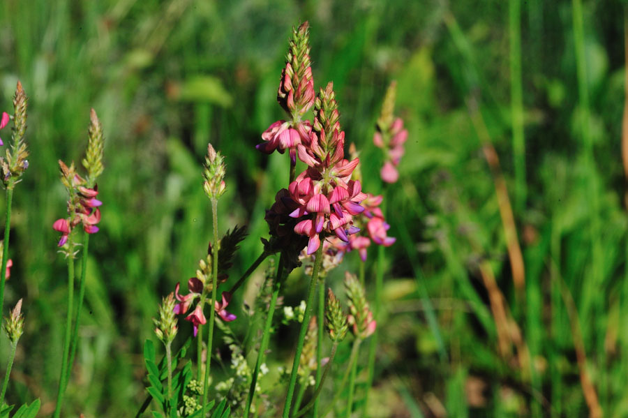 Saat-Esparsette Onobrychis vicifolia 2