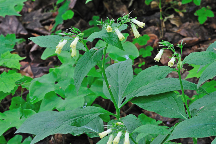 Knotenbeinwell Symphytum tuberosum 1