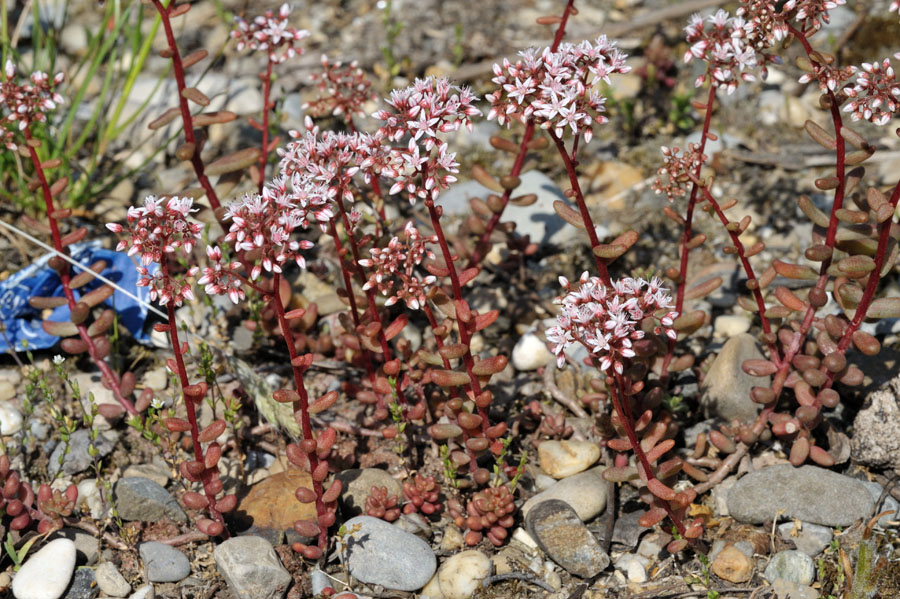 Weisse Fetthenne Sedum album murale 1