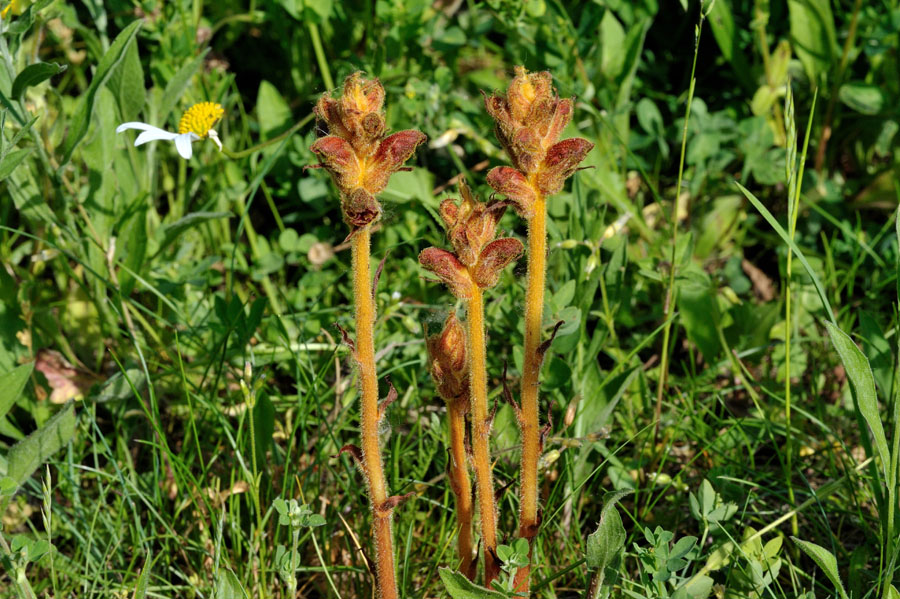 Blutrote Sommerwurz Orobanche gracilis 1