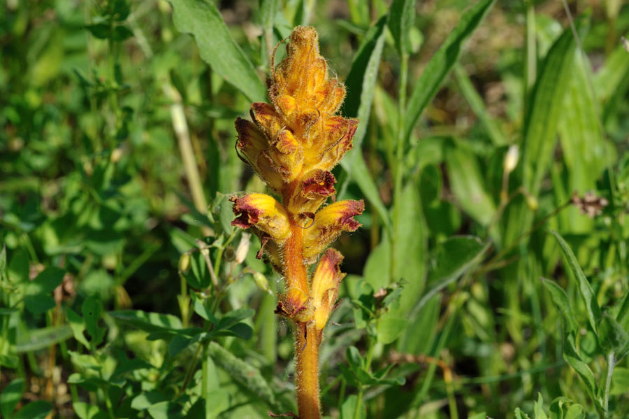 Blutrote Sommerwurz, Orobanche gracilis 2