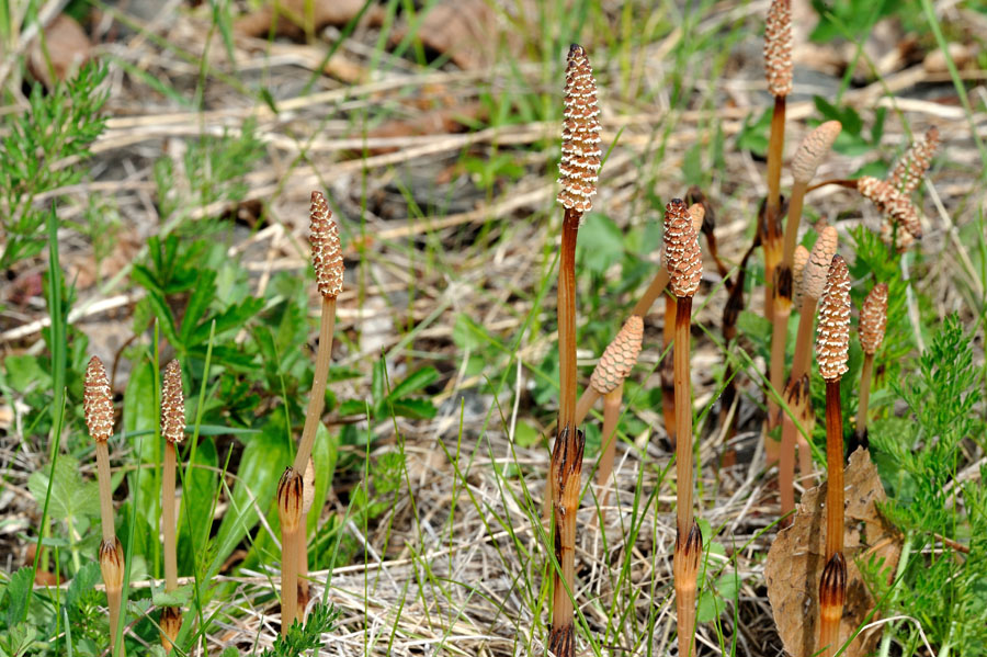 Acker-Schachtelhalm Equisetum arvense 1