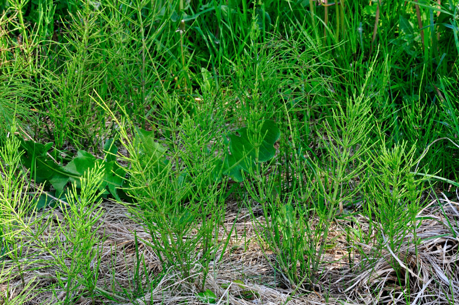 Acker-Schachtelhalm Equisetum arvense 2