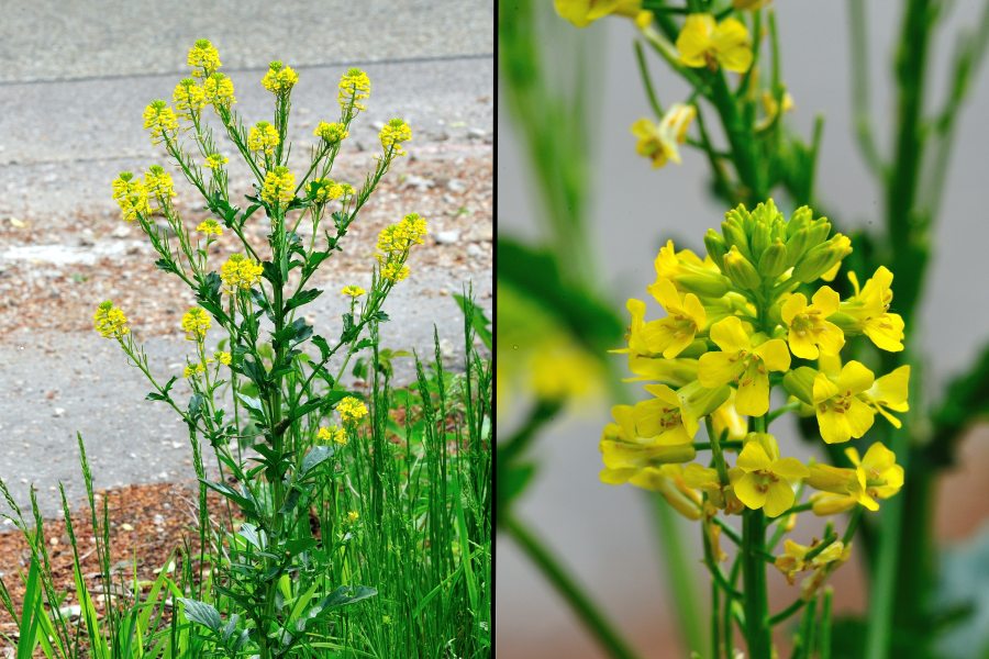 Echte Winterkresse, Barbarakraut Barbarea vulgaris 1