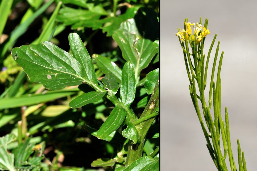 Echte Winterkresse, Barbarakraut Barbarea vulgaris 2