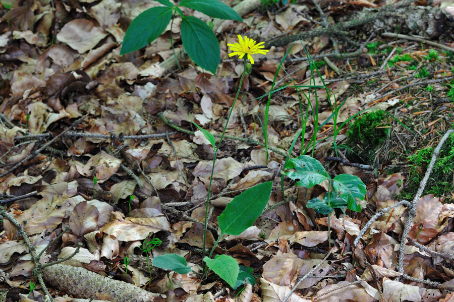 Wald-Habichtskraut Hieracium murorum 1