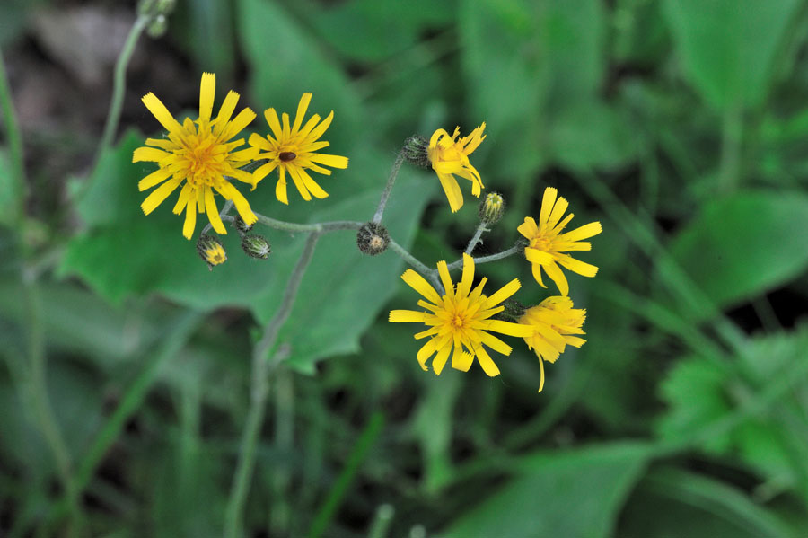 Wald-Habichtskraut Hieracium murorum 2