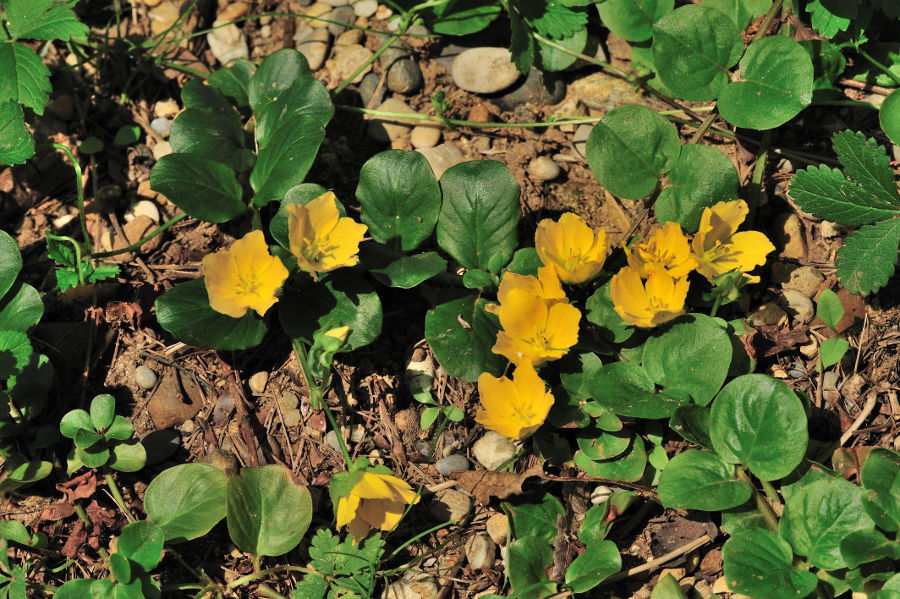 Pfennigkraut, Lysimachia nummularia 1