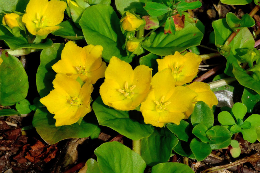 Pfennigkraut, Lysimachia nummularia 2