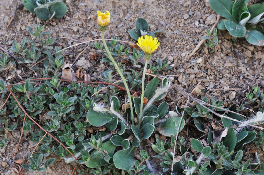 Kleines Habichtskraut Hieracium pilosella 1