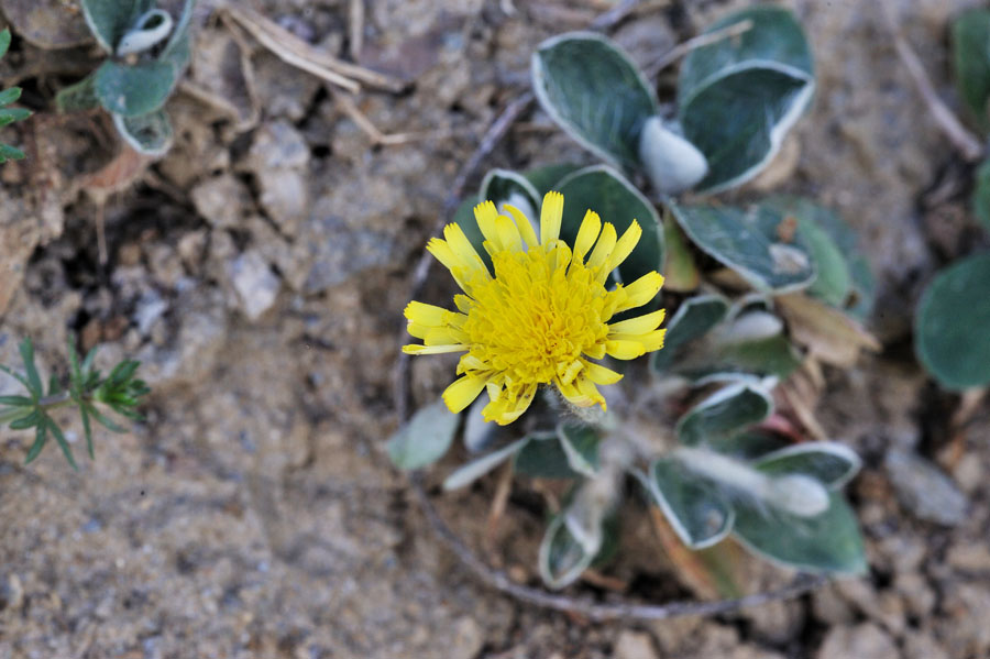 Kleines Habichtskraut Hieracium pilosella 2