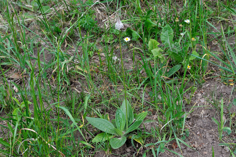 Mittlerer Wegerich Plantago media 1