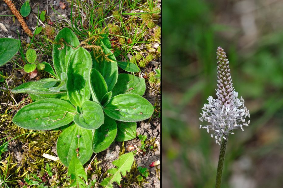 Mittlerer Wegerich Plantago media 2