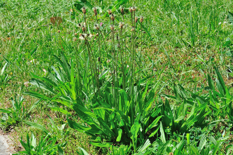 Spitzwegerich Plantago lanceolata 1